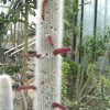 Cleistocactus_strausii